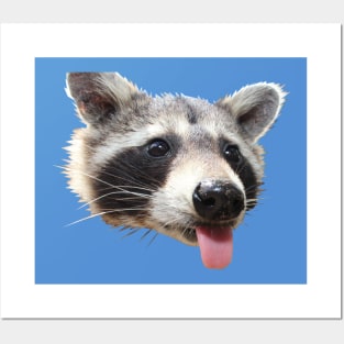Silly Raccoon Posters and Art
